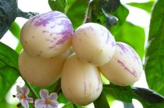 人参果（Ginseng Fruit）