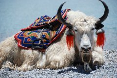 牦牛肉（Yak Meat）