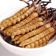 冬虫夏草（Cordyceps sinensis）
