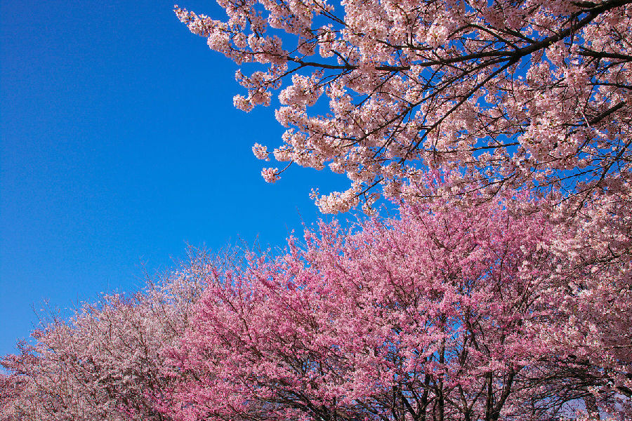 樱花(Sakura)