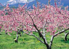 桃树（peach tree）