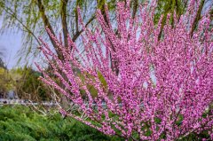 榆叶梅（Flowering plum）