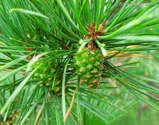 樟子松（Pinussylvestris）