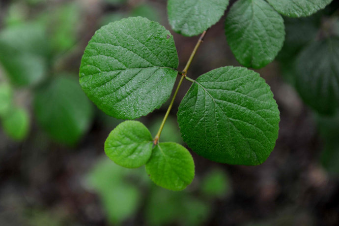 大叶榆(Ulmus laevis)