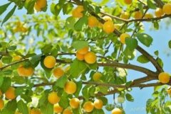 杏树（Apricot）