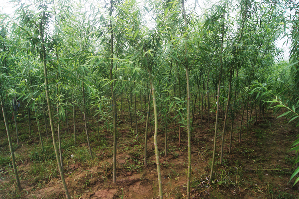 美国竹柳(America bamboo willow)