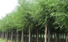 美国竹柳（America bamboo willow）