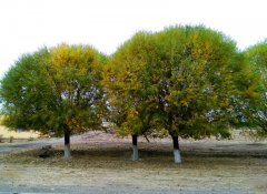 馒头柳（Salix matsudana）