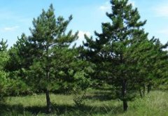 油松（Chinese pine）