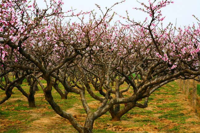 桃树(peach tree)