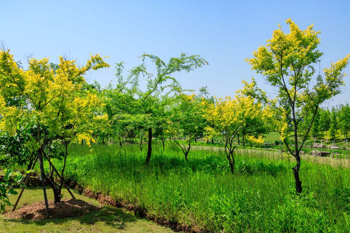金叶榆(Ulmuspumilacvjinye)