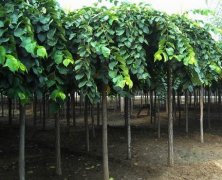 大叶榆（Ulmus laevis）