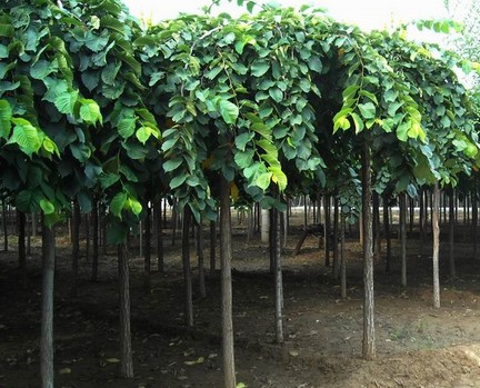大叶榆(Ulmus laevis)