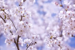 樱花（Sakura）