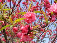 碧桃（flowering peach）