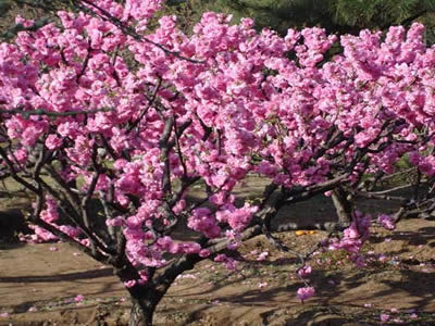 20. 碧桃(flowering peach)