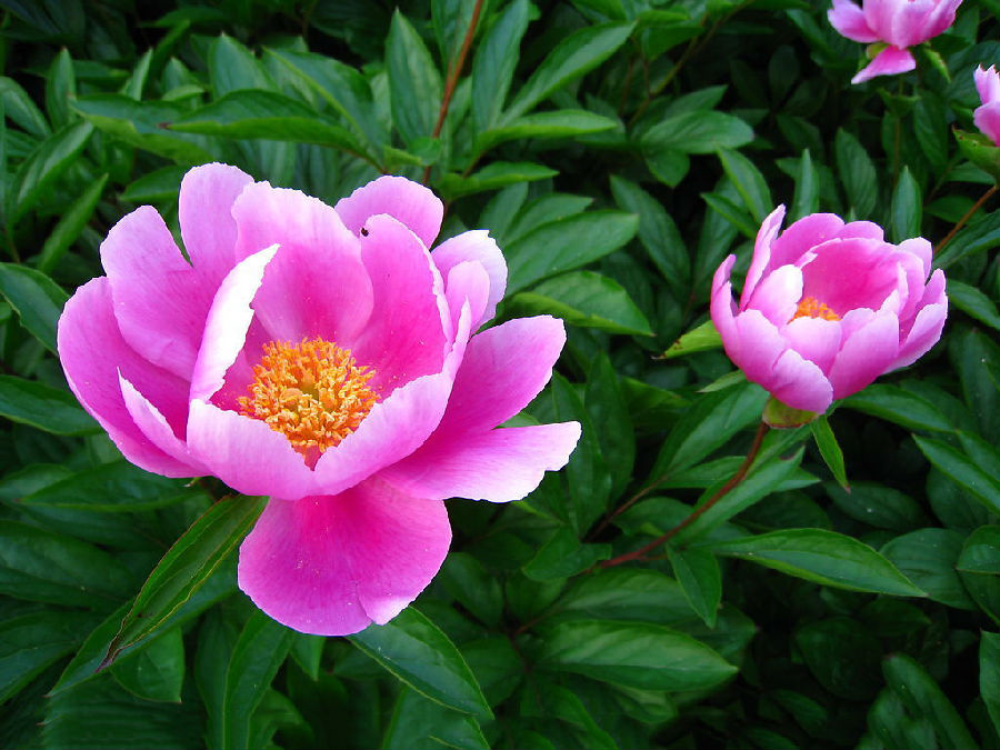 17. 芍药(Paeonia lactiflora)