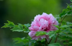 牡丹（tree peony）