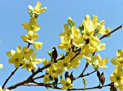 连翘（Fructus Forsythiae）