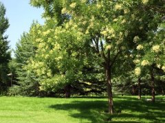 国槐（Chinese scholartree）