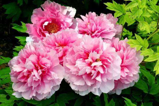 牡丹(tree peony)