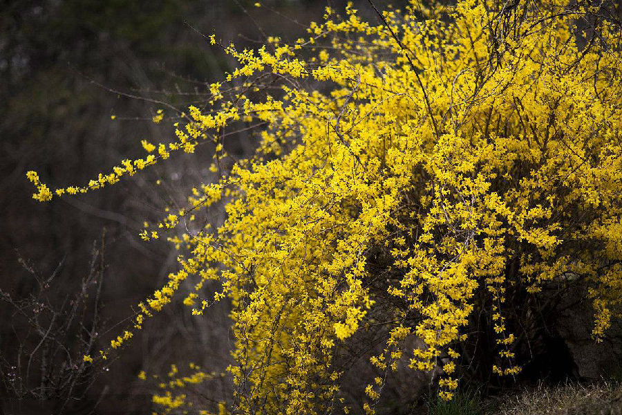 连翘(Fructus Forsythiae)