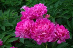 芍药（Paeonia lactiflora）