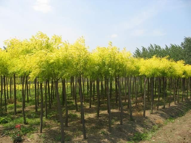 国槐(Chinese scholartree)