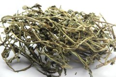 灵香草（Lysimachia foenum-graecum）