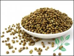 香菜籽（Coriander seeds）