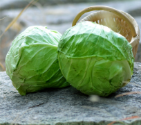 卷心菜（Cabbage）