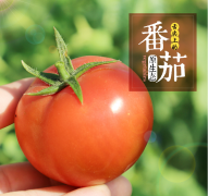番茄（Tomato）