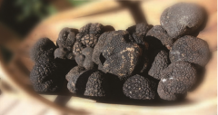 松露（Truffle）