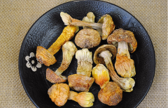 松茸（Tricholoma matsutake）