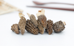 羊肚菌（Morel）