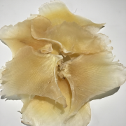 鱼翅（Shark's fin）