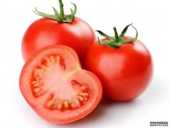 西红柿（Tomatose）