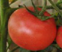 番茄 Tomato